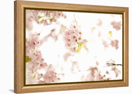 In Bloom XVII-Karyn Millet-Framed Premier Image Canvas