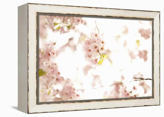 In Bloom XVII-Karyn Millet-Framed Premier Image Canvas