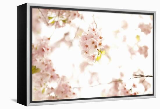 In Bloom XVII-Karyn Millet-Framed Premier Image Canvas