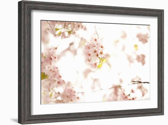 In Bloom XVII-Karyn Millet-Framed Photographic Print