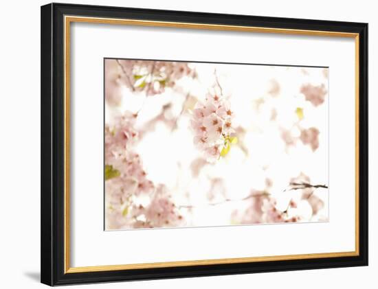 In Bloom XVII-Karyn Millet-Framed Photographic Print