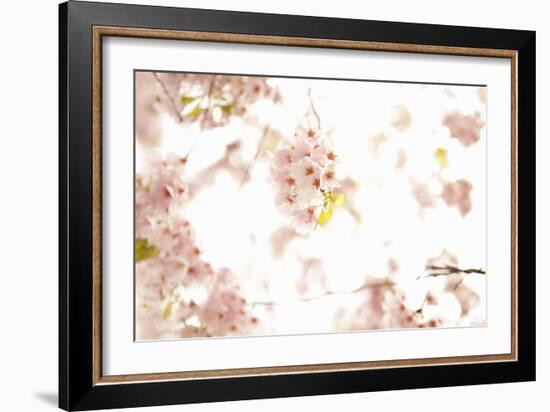 In Bloom XVII-Karyn Millet-Framed Photographic Print