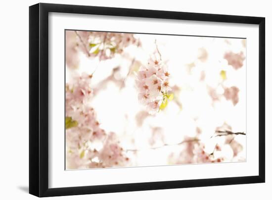 In Bloom XVII-Karyn Millet-Framed Photographic Print