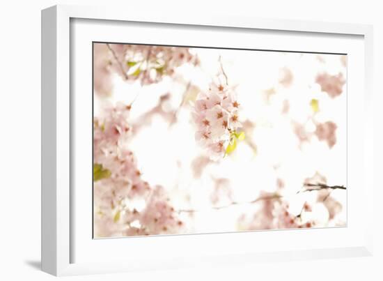 In Bloom XVII-Karyn Millet-Framed Photographic Print