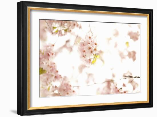 In Bloom XVII-Karyn Millet-Framed Photographic Print