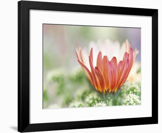 In Bloom-Don Paulson-Framed Giclee Print