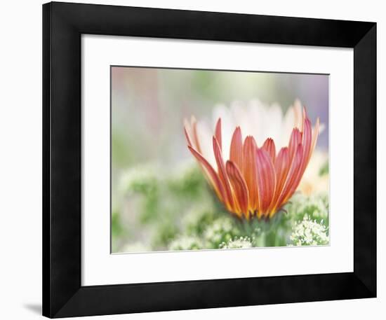 In Bloom-Don Paulson-Framed Giclee Print