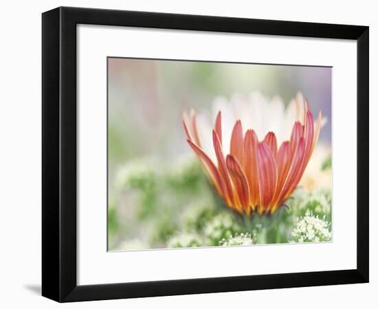 In Bloom-Don Paulson-Framed Giclee Print