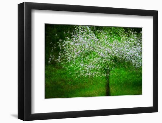 In Bloom-Ursula Abresch-Framed Photographic Print