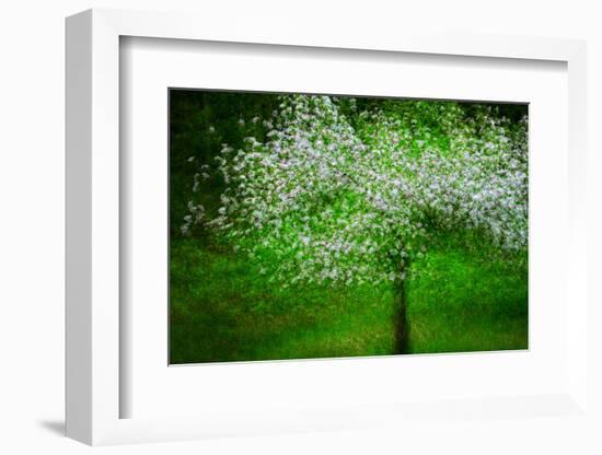 In Bloom-Ursula Abresch-Framed Photographic Print