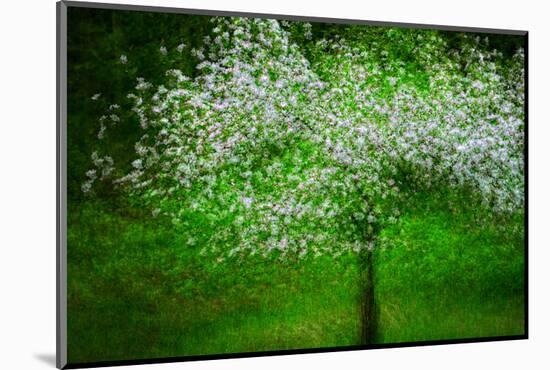 In Bloom-Ursula Abresch-Mounted Photographic Print