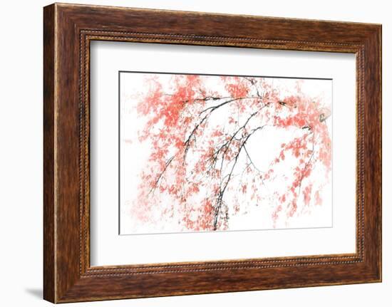 In Fall-Ursula Abresch-Framed Photographic Print