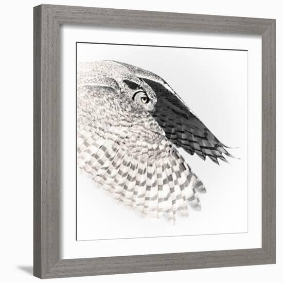 In Flight - Glide-Wink Gaines-Framed Giclee Print