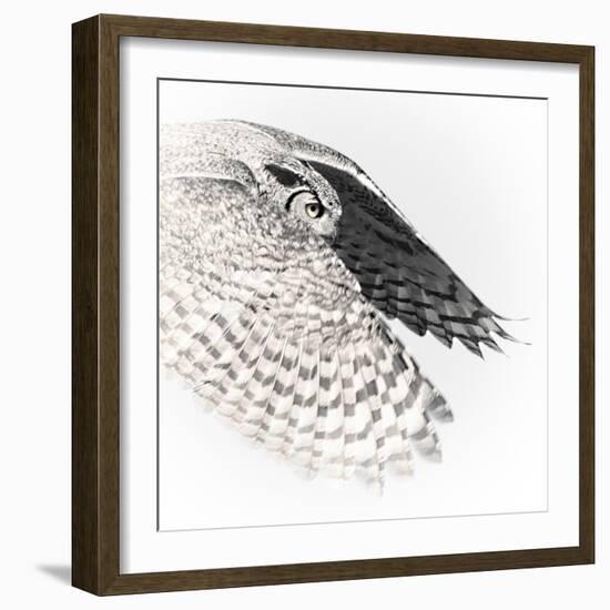 In Flight - Glide-Wink Gaines-Framed Giclee Print