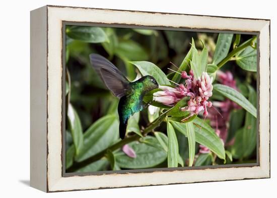 In Flight I-Larry Malvin-Framed Premier Image Canvas