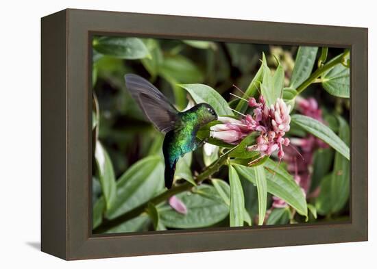 In Flight I-Larry Malvin-Framed Premier Image Canvas