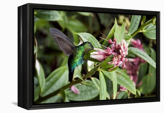 In Flight I-Larry Malvin-Framed Premier Image Canvas