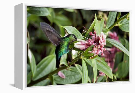 In Flight I-Larry Malvin-Framed Premier Image Canvas