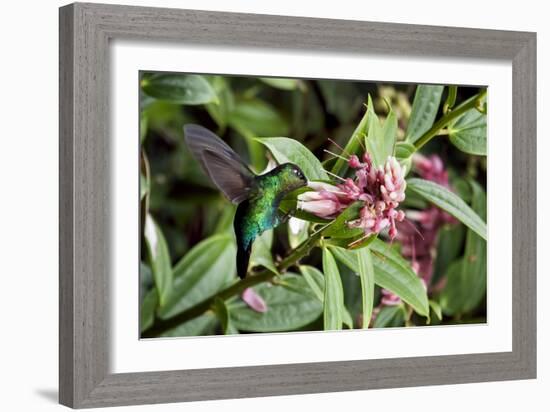 In Flight I-Larry Malvin-Framed Photographic Print