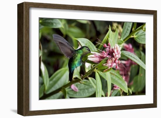 In Flight I-Larry Malvin-Framed Photographic Print