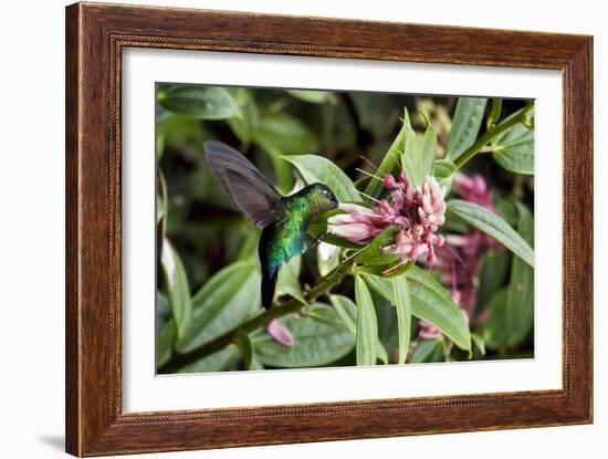 In Flight I-Larry Malvin-Framed Photographic Print