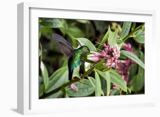 In Flight I-Larry Malvin-Framed Photographic Print