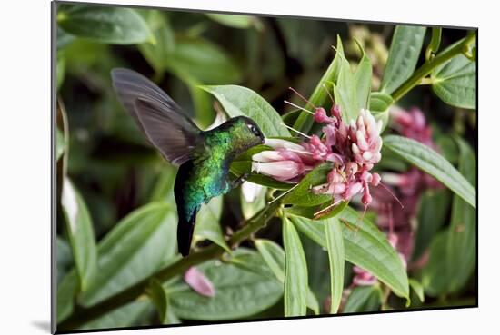 In Flight I-Larry Malvin-Mounted Photographic Print