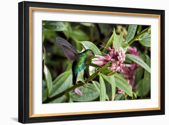 In Flight I-Larry Malvin-Framed Photographic Print