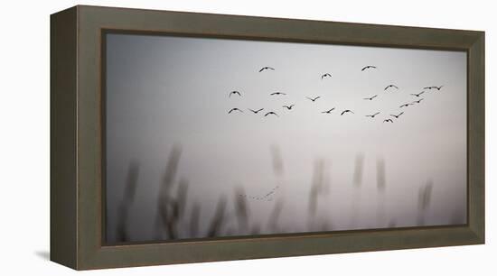 In Formation-Andrew Geiger-Framed Stretched Canvas