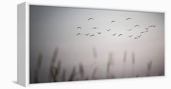 In Formation-Andrew Geiger-Framed Stretched Canvas