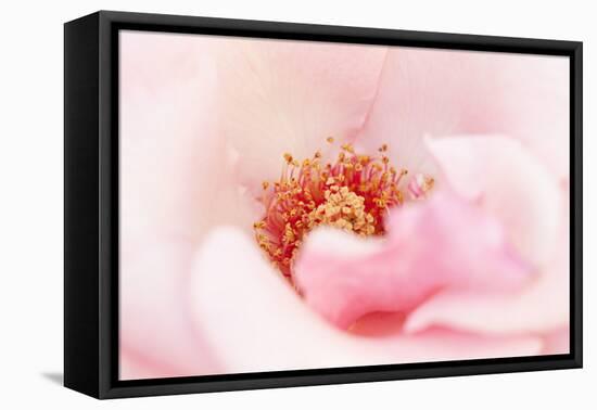 In Full Bloom III-Karyn Millet-Framed Premier Image Canvas