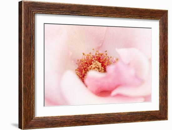 In Full Bloom III-Karyn Millet-Framed Photographic Print