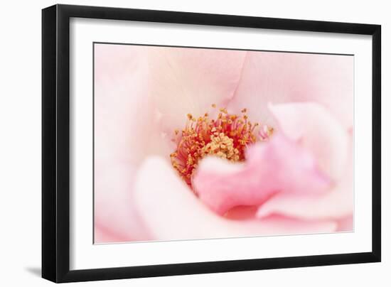 In Full Bloom III-Karyn Millet-Framed Photographic Print