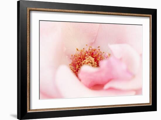 In Full Bloom III-Karyn Millet-Framed Photographic Print