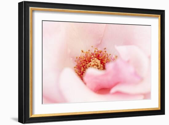 In Full Bloom III-Karyn Millet-Framed Photographic Print