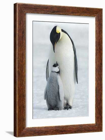 In Harmony-Frank Krahmer-Framed Giclee Print