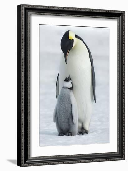 In Harmony-Frank Krahmer-Framed Giclee Print