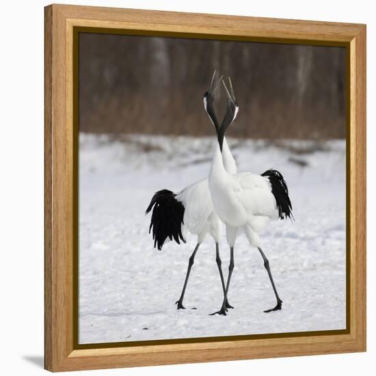 In Love-C.S. Tjandra-Framed Premier Image Canvas