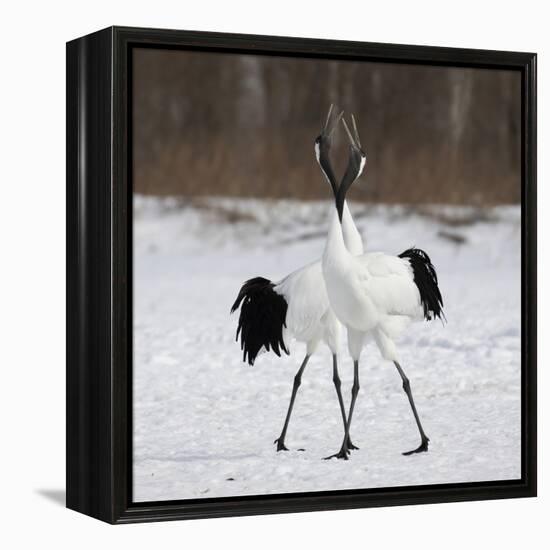 In Love-C.S. Tjandra-Framed Premier Image Canvas