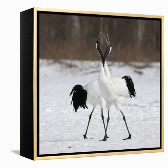 In Love-C.S. Tjandra-Framed Premier Image Canvas