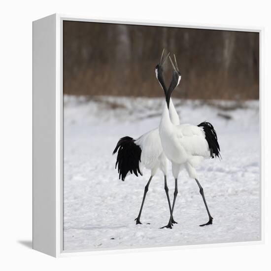 In Love-C.S. Tjandra-Framed Premier Image Canvas