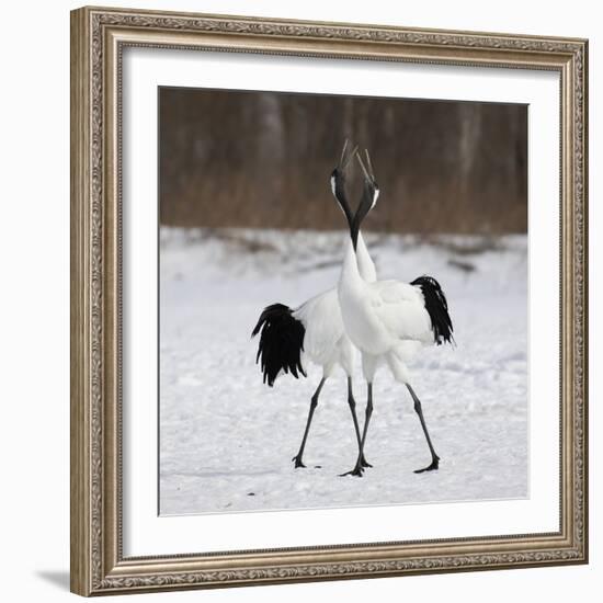 In Love-C.S. Tjandra-Framed Photographic Print