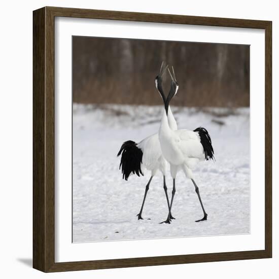 In Love-C.S. Tjandra-Framed Photographic Print