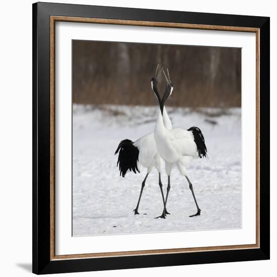 In Love-C.S. Tjandra-Framed Photographic Print