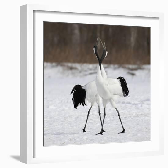 In Love-C.S. Tjandra-Framed Photographic Print