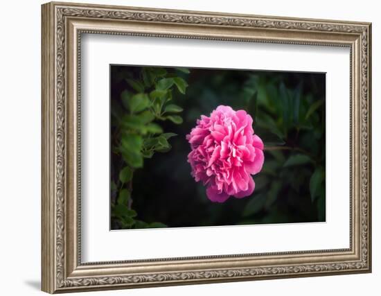 In Love-Philippe Sainte-Laudy-Framed Photographic Print