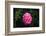 In Love-Philippe Sainte-Laudy-Framed Photographic Print