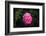 In Love-Philippe Sainte-Laudy-Framed Photographic Print