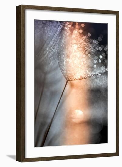 In My Winter Window-Ursula Abresch-Framed Premium Photographic Print