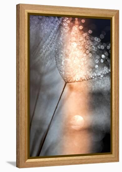 In My Winter Window-Ursula Abresch-Framed Premier Image Canvas